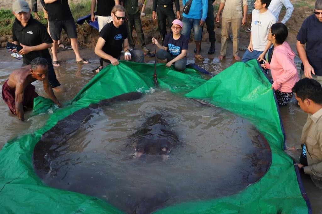 Liberan una mantarraya gigante de 300 kilos en un río de Camboya
