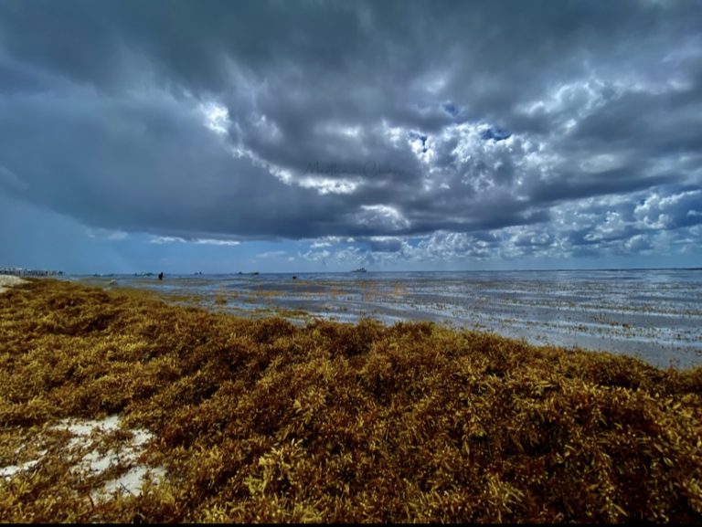 El sargazo alcanza su máximo histórico y amenaza el repunte turístico en México