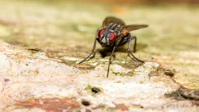 moscas-unsplash-16-9-aspect-ratio-default-0_da39